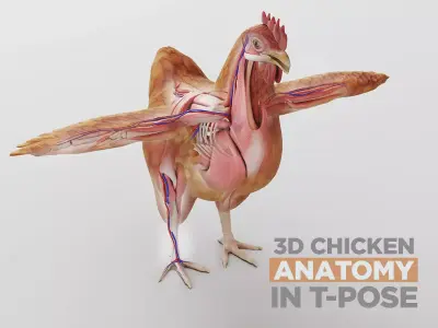 Chicken anatomy in T-pose for rigging 3D model