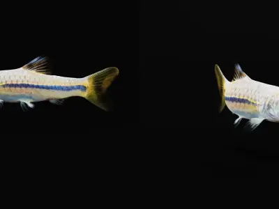 Blue Line Rasbora Fish Low-poly 3D model