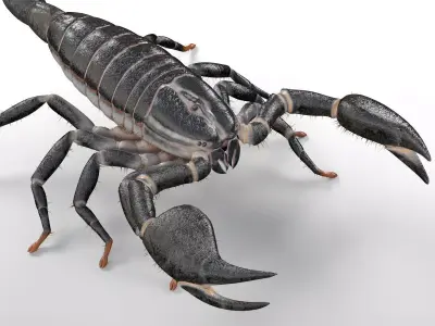 Scorpion insect Low-poly 3D model