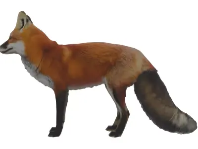 Red Fox Low-poly 3D model