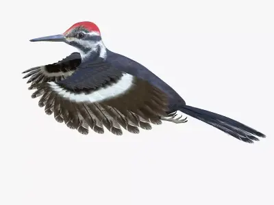 Woodpecker Bird 3d model Low-poly 3D model