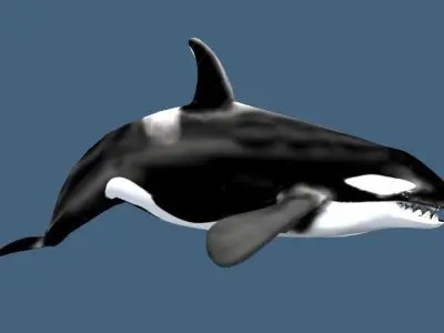 Orca 3d whale 3D model