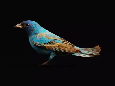 Indigo Bunting Bird 3D model
