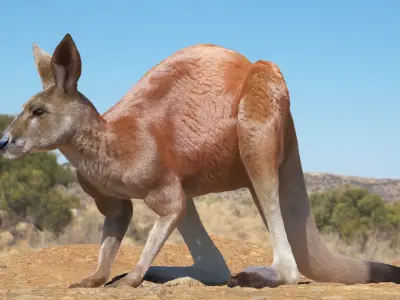 Kangaroo Fur Animated Rigged 3D model