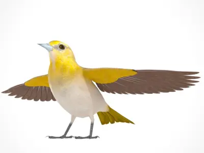 3D Bird Pack Bullocks Oriole Male and Female Low-poly 3D model