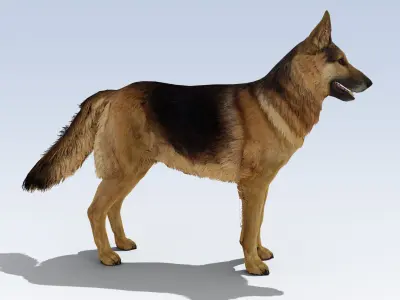 German Shepherd Dog Rig Low-poly 3D model