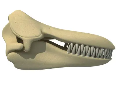 Killer Whale Orca Skull 3D model