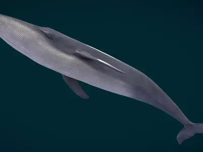 Realistic Blue Whale Low-poly 3D model