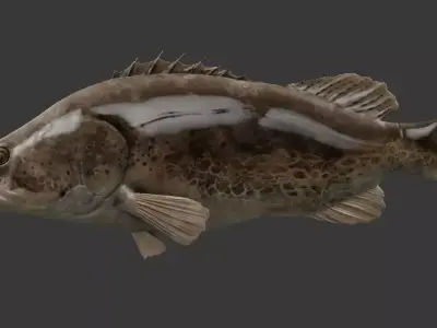 mandarin fish Low-poly 3D model