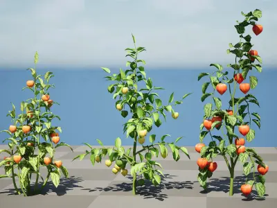 Physalis Genus Plant 3D Model