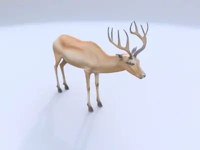 Saiga Antelope 3D model