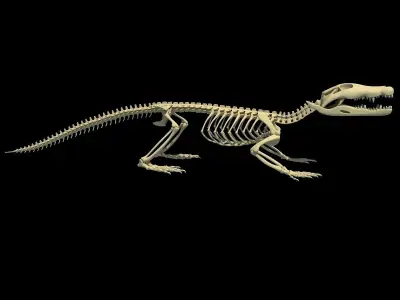 Crocodile Anatomical Skeleton 3D model