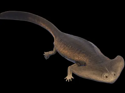 Diplocaulus Asset Pack Low-poly 3D model