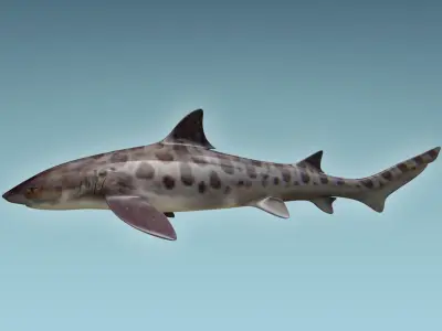 Leopark Shark 3D model