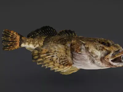 Realistic Freshwater Sculpin Animated 3D model