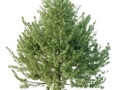 Maidenhair Ginkgo Biloba Tree 06 3D model