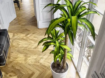 Dracaena Mass Cane Potted Plant Model 