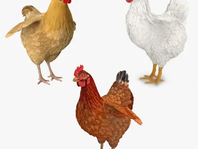 Chickens Collection 3D model