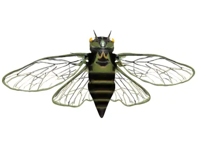 Cicada beetle flying Low-poly 3D model