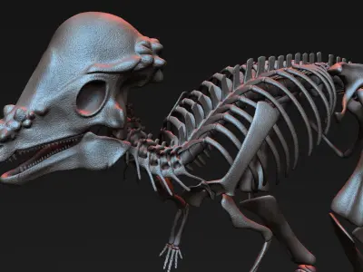 Pachycephalosaurus Skeleton 3D model