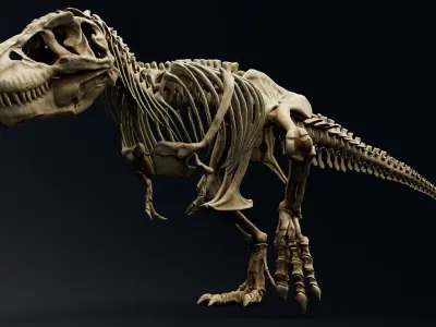 Dinosaur Tyrannosaurus Rex Sue Skeleton -UnrealEngine and Unity  Low-poly 3D model