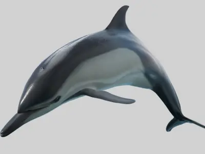 Delphinus Dolphi Animated 3D model