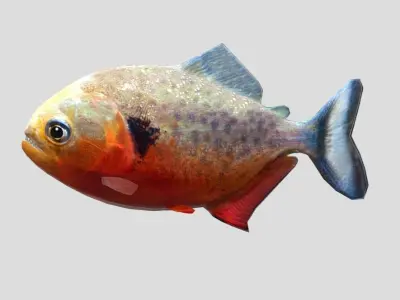 Piranha Realistic Animated Low-poly 3D model