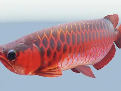Red dragon fish Low-poly 3D model