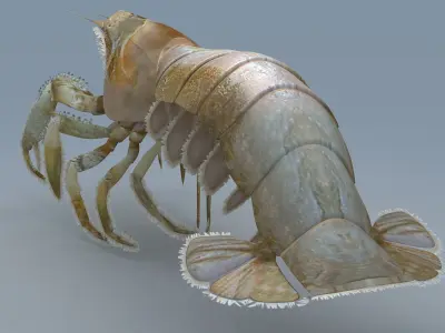 Laomediidae Shrimp Prawn Low-poly 3D model