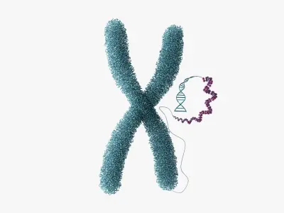 Chromosome Chromatin 3D model