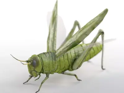 Grasshopper insect Low-poly 3D model