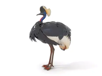 Majestic Gray Crowned Crane model pack Low-poly 3D model