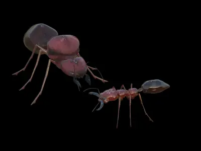 Odontomachus ant and Atta ant 3D model