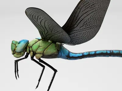 Anax Imperator 3D model