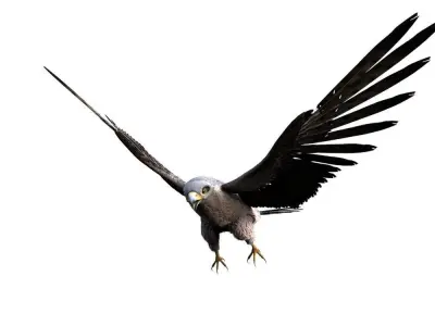 Rigged Peregrine Falcon 3D model