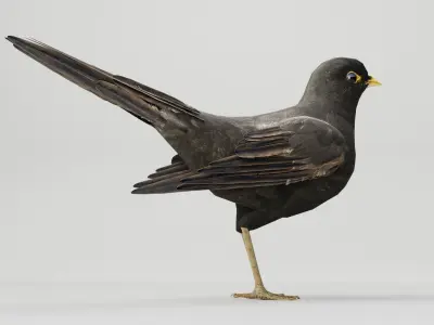 BLACK BIRD RIGGED 3D model