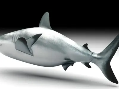 Shark 3D model