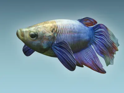 Betta Fish 1 3D model