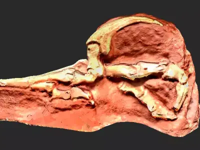 Clay Raptor Claw Model 3D model