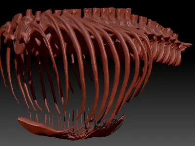 Dinosaur TRex Spine Rib Set Skeletons 3D model