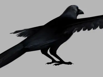 crow bird 3d model 3D model