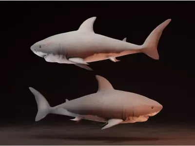 Sharko two sharks 3D model
