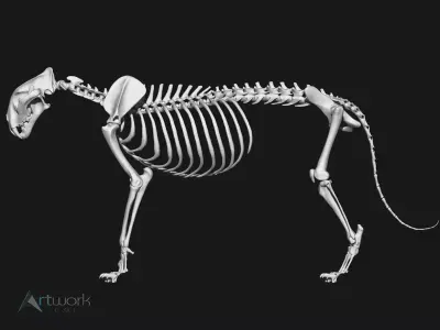 Tiger Skeleton 3D model