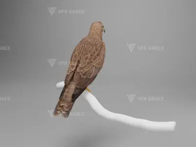 Black Kite Animation -  Blender 3D model