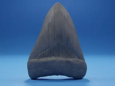 Megalodon Tooth Fossil 3D print model