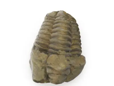 Trilobite - Fossil 02 - Low and High Poly versions 3D model