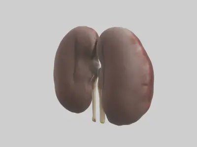 Elephant Kidneys Low-poly 3D model