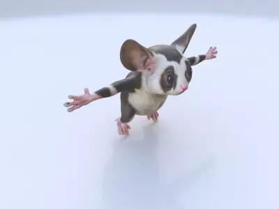 Sugar Glider 3D model