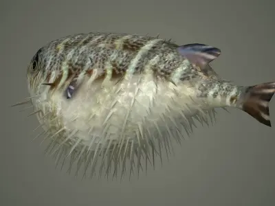 Sealife  Puffer fish Sealife - Puffer fish sea ocean fish  3D model