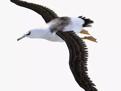 Albatross bird 3d model Low-poly 3D model